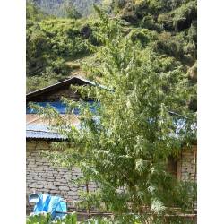 Nepal Annapurna Regular de Ace Seeds