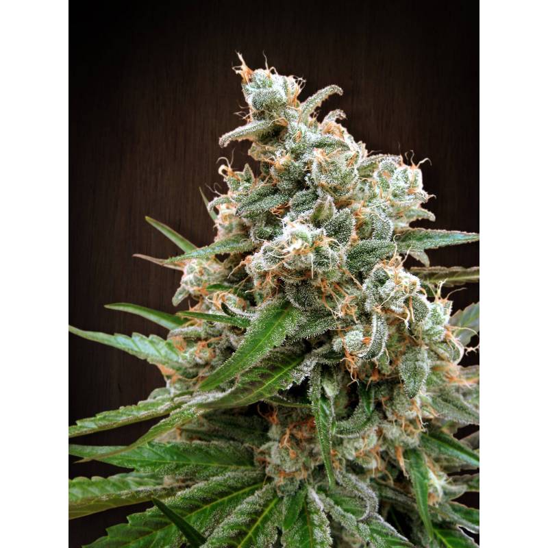 Nepal Jam Regular de Ace Seeds