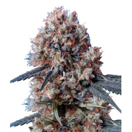 Nepal Jam x Kali China Feminizada de Ace Seeds
