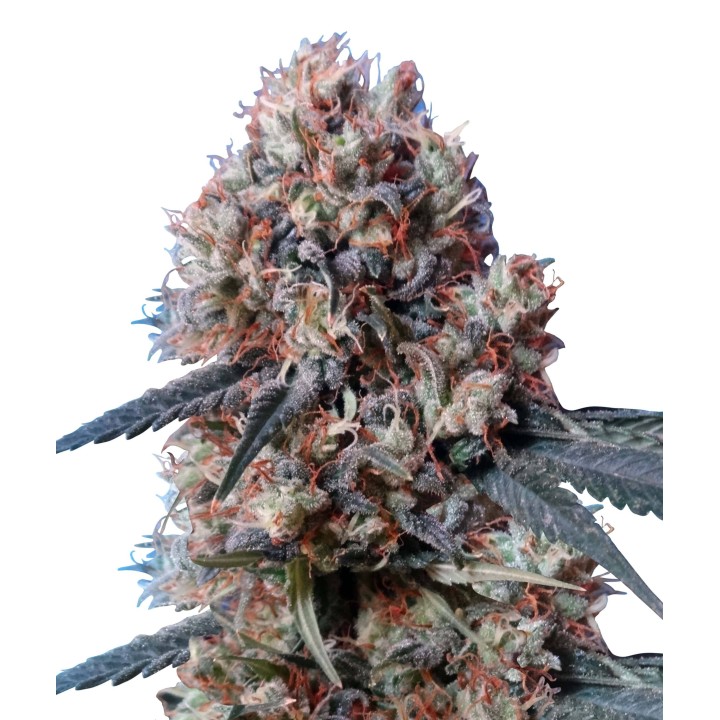 Nepal Jam x Kali China Feminizada de Ace Seeds