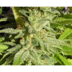 Orient Express Regular de Ace Seeds