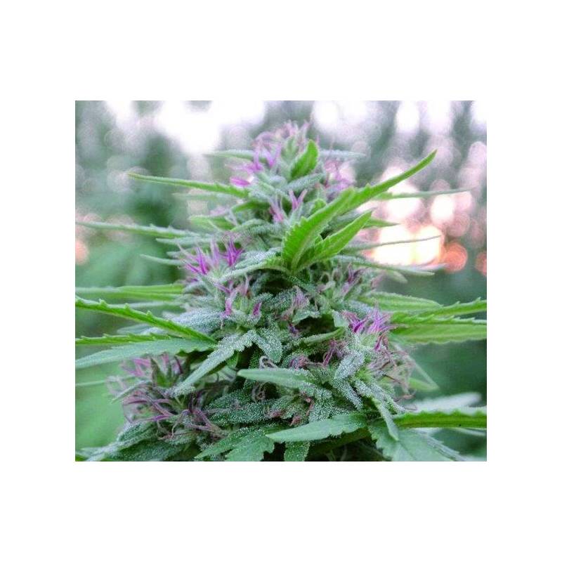 Panama Regular de Ace Seeds