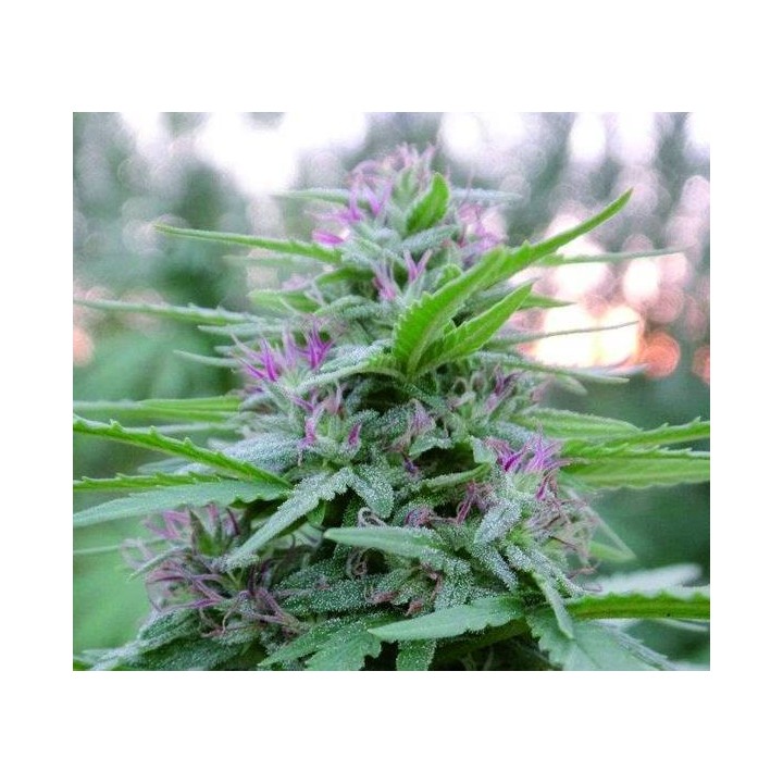Panama Regular de Ace Seeds