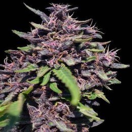 Panama x PCK Feminizada de Ace Seeds