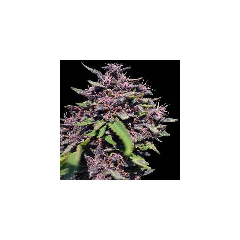 Panama x PCK Feminizada de Ace Seeds