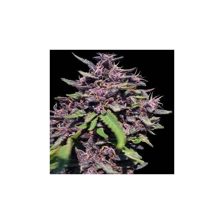 Panama x PCK Feminizada de Ace Seeds