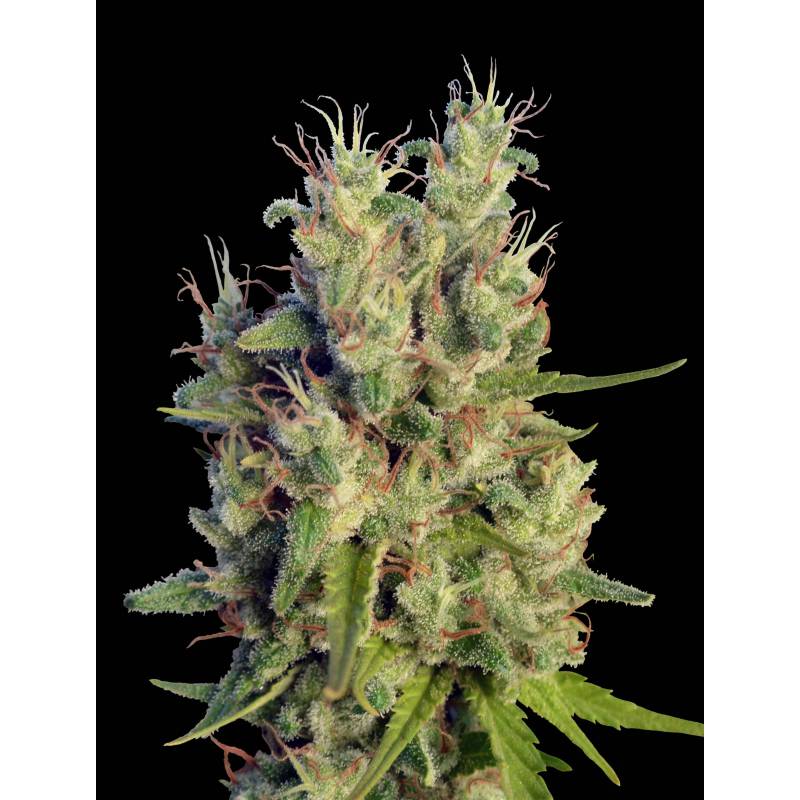 Super Malawi Haze Regular de Ace Seeds