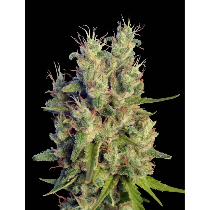 Super Malawi Haze Regular de Ace Seeds