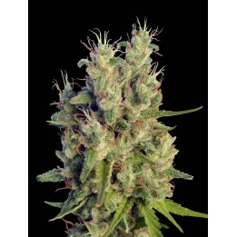 Super Malawi Haze Feminizada de Ace Seeds
