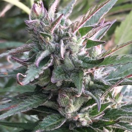 Thai Chi Feminizada de Ace Seeds