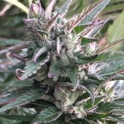 Thai Chi Feminizada de Ace Seeds