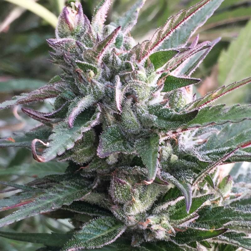 Thai Chi Feminizada de Ace Seeds