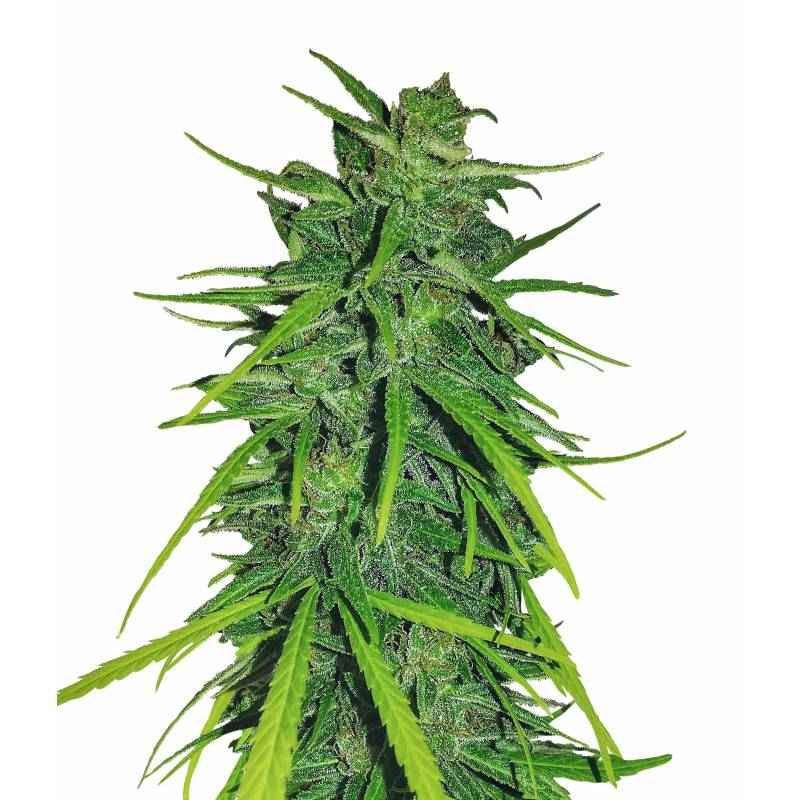 Thai x Panama Feminizada de Ace Seeds Thai x Panama Feminizada de Ace Seeds