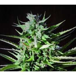 Tikal Regular de Ace Seeds