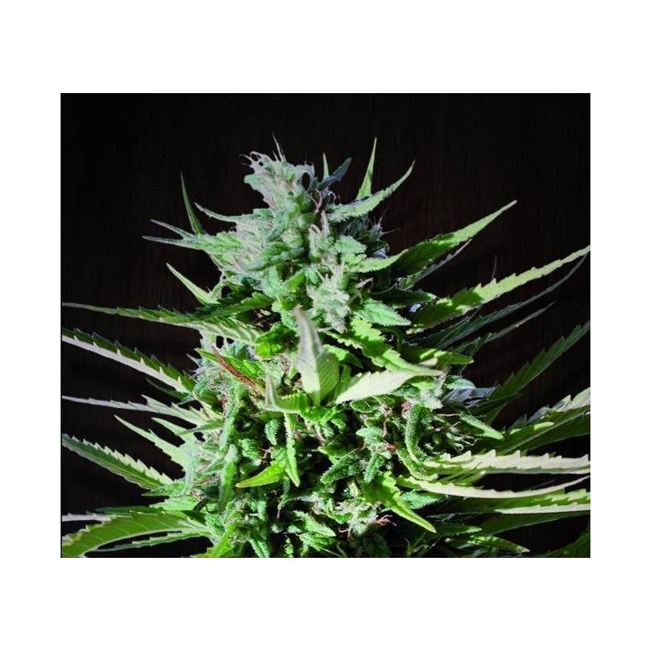 Tikal Regular de Ace Seeds