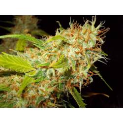 Zamaldelica Regular de Ace Seeds