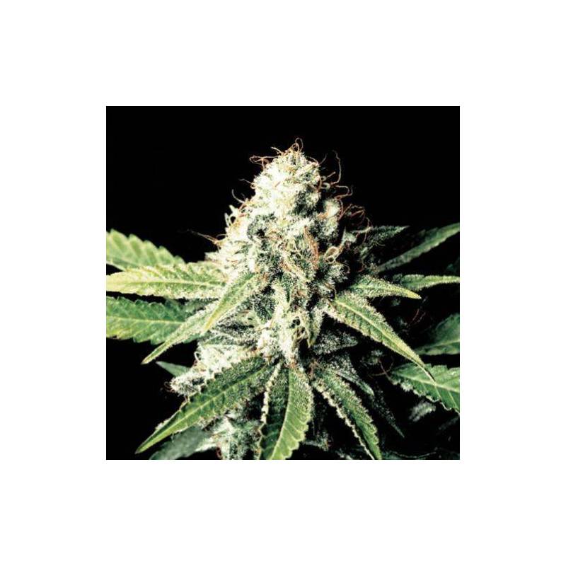 White Shark granel - OS de Genericos MP