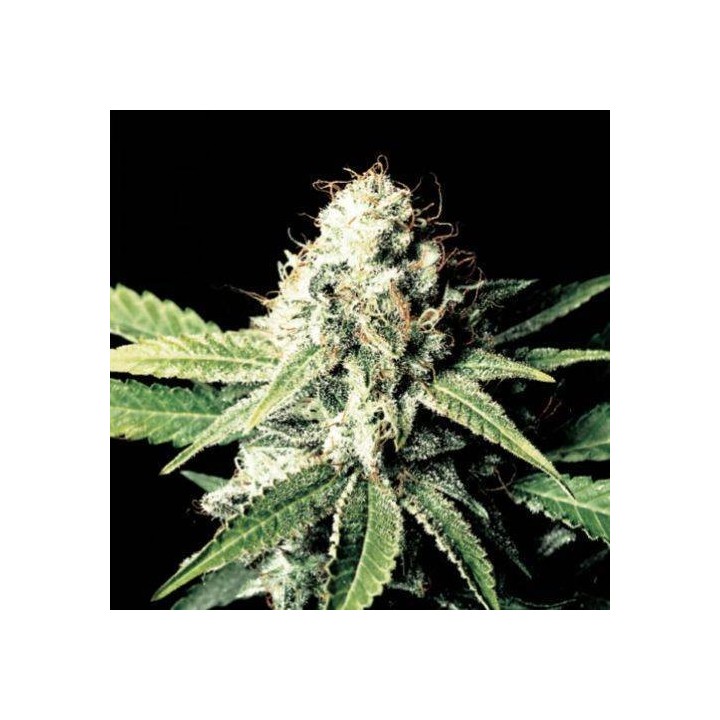 White Shark granel - OS de Genericos MP