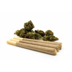 Cigarrillo de CBD (Pre Roller CBD) - (5 unidades) de The Tree