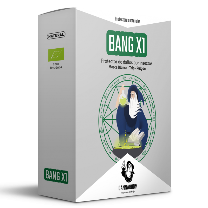 Bang X1 de Cannaboom