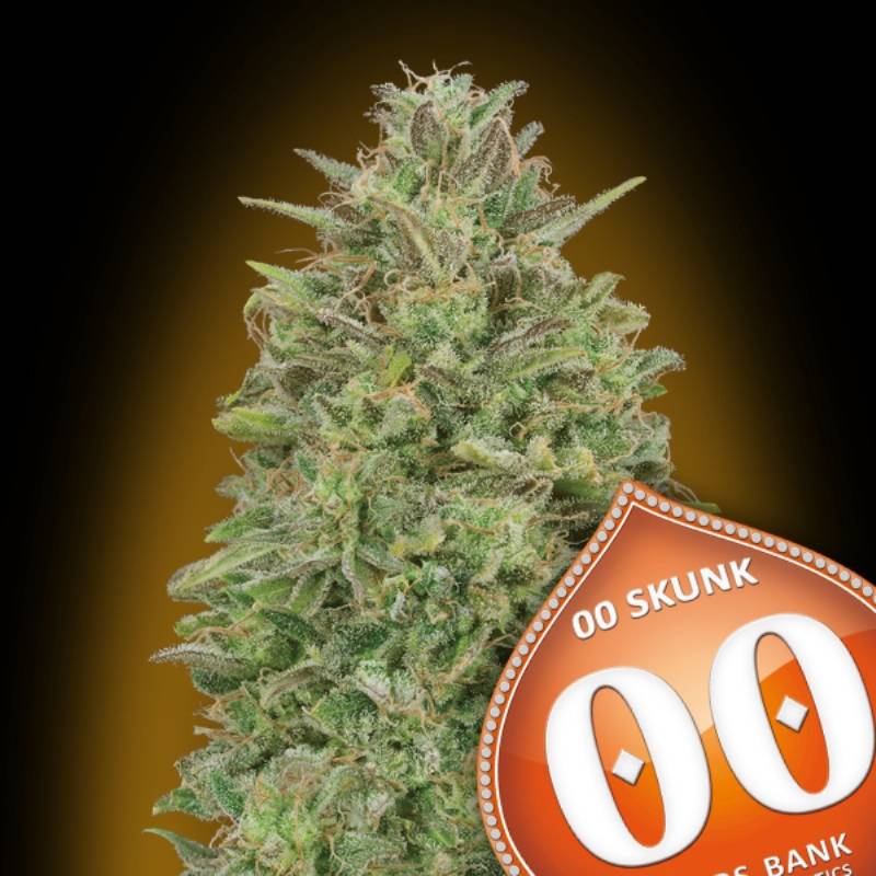 00 Skunk Feminizada de 00 Seeds