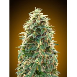 00 Cheese Autofloreciente Feminizada de 00 Seeds