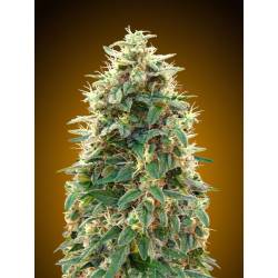 00 Cheese Autofloreciente Feminizada de 00 Seeds