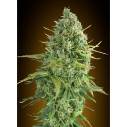 Do-Si-Dos Cookies Autofloreciente Feminizada de 00 Seeds