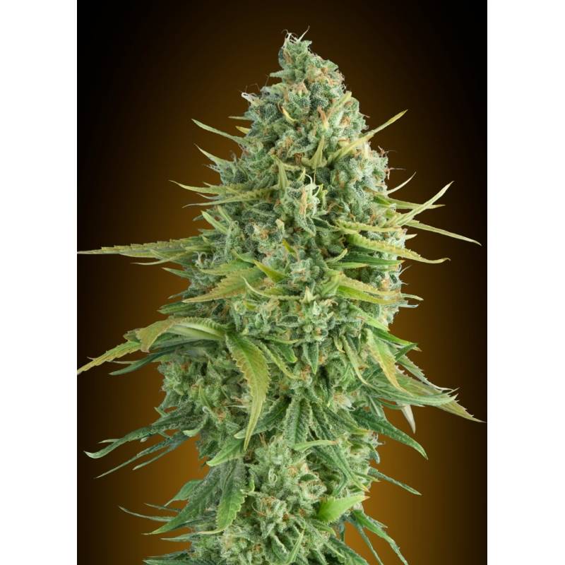 Do-Si-Dos Cookies Autofloreciente Feminizada de 00 Seeds