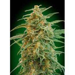 Gorilla Autofloreciente de 00 Seeds