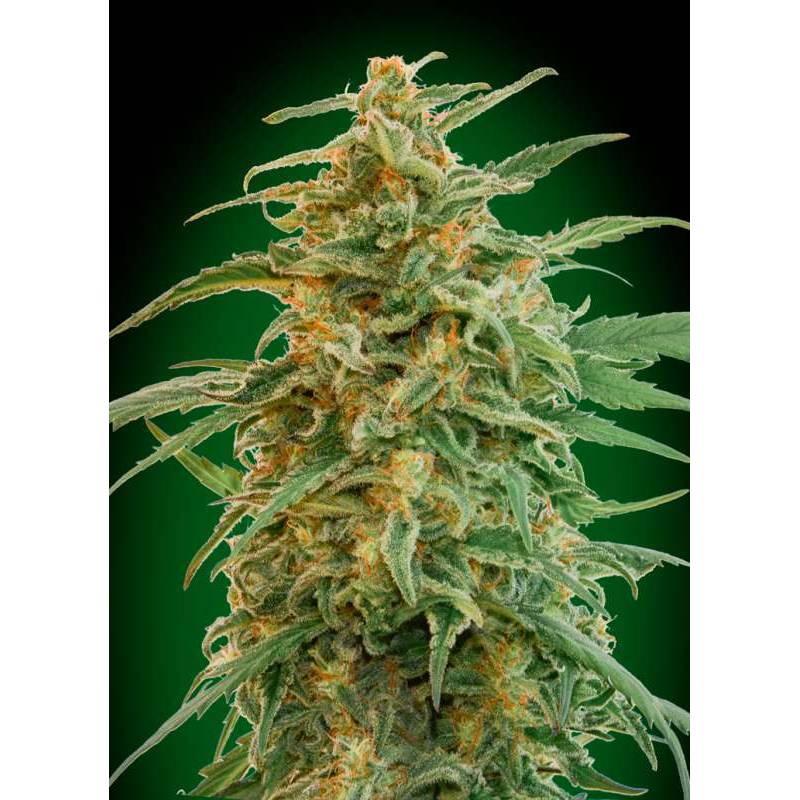 Gorilla Autofloreciente de 00 Seeds