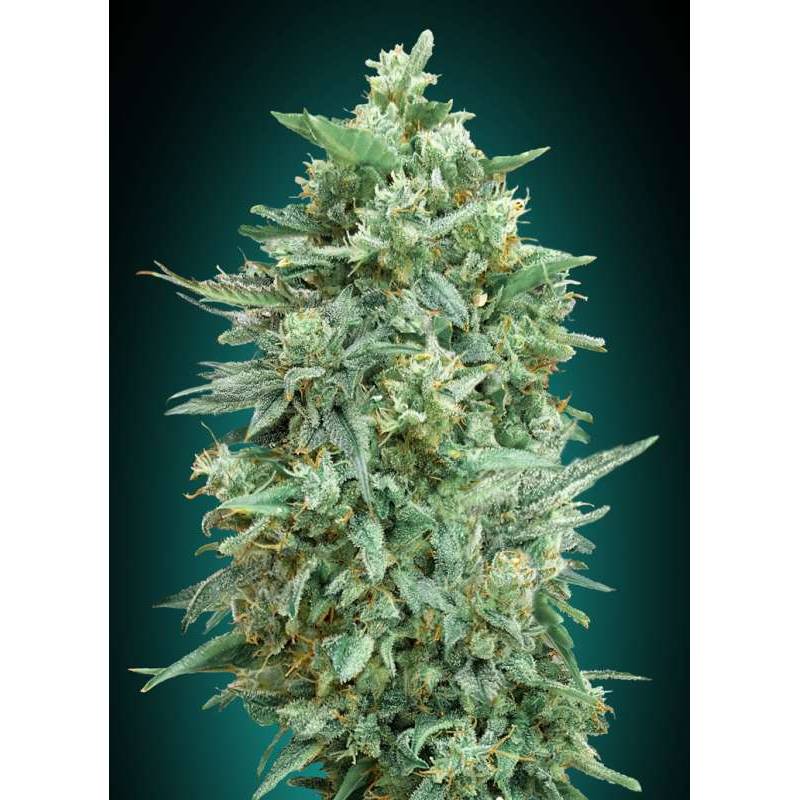 Northern Lights Xxl Autofloreciente Feminizada de 00 Seeds