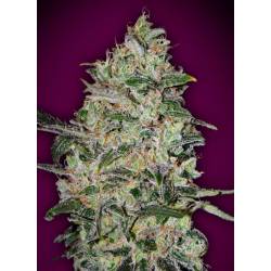 Bubble Gum Fast Feminizada de 00 Seeds