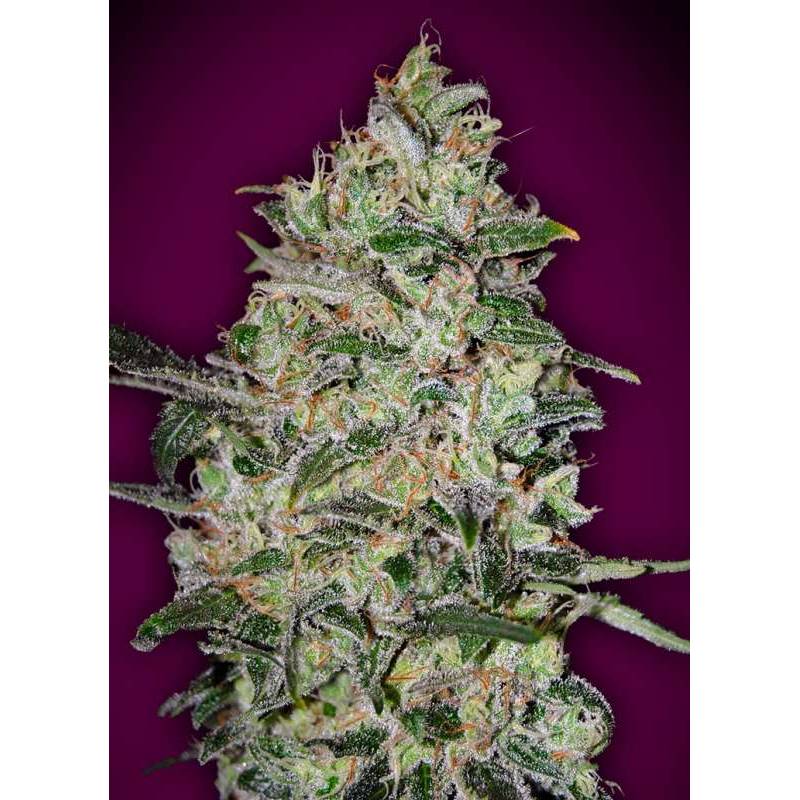 Bubble Gum Fast Feminizada de 00 Seeds