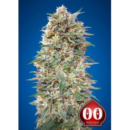 California Kush V Feminizada de 00 Seeds
