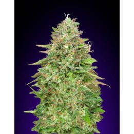 Critical Poison Fast Version Feminizada de 00 Seeds