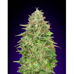 Critical Poison Fast Version Feminizada de 00 Seeds