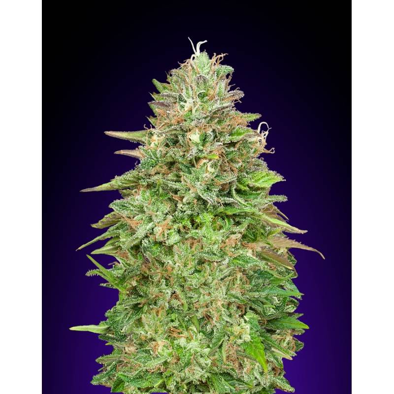 Critical Poison Fast Version Feminizada de 00 Seeds