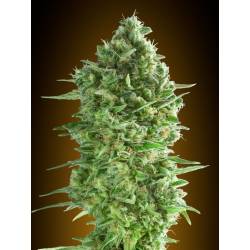 Do-Si-Dos Cookies Feminizada de 00 Seeds