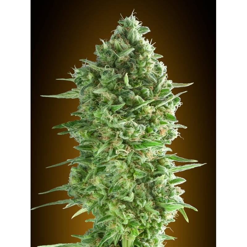 Do-Si-Dos Cookies Feminizada de 00 Seeds