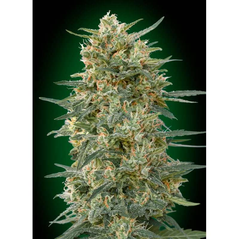 Gorilla Fast Feminizada de 00 Seeds