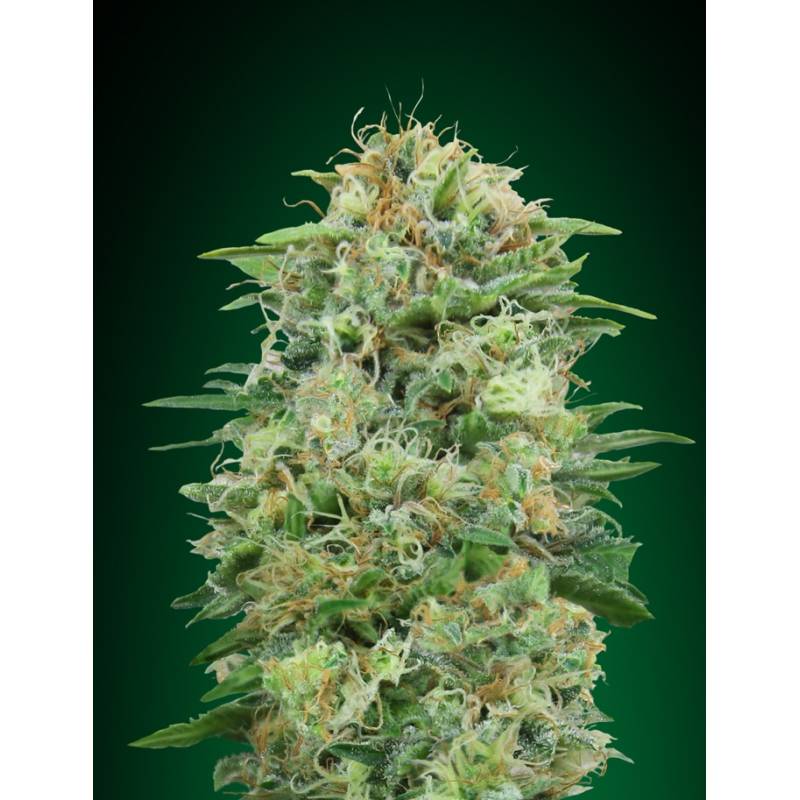 White Widow Cbd Feminizada de 00 Seeds