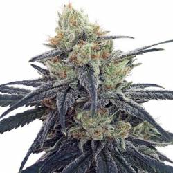 Cbd #1 Feminizada de Ace Seeds