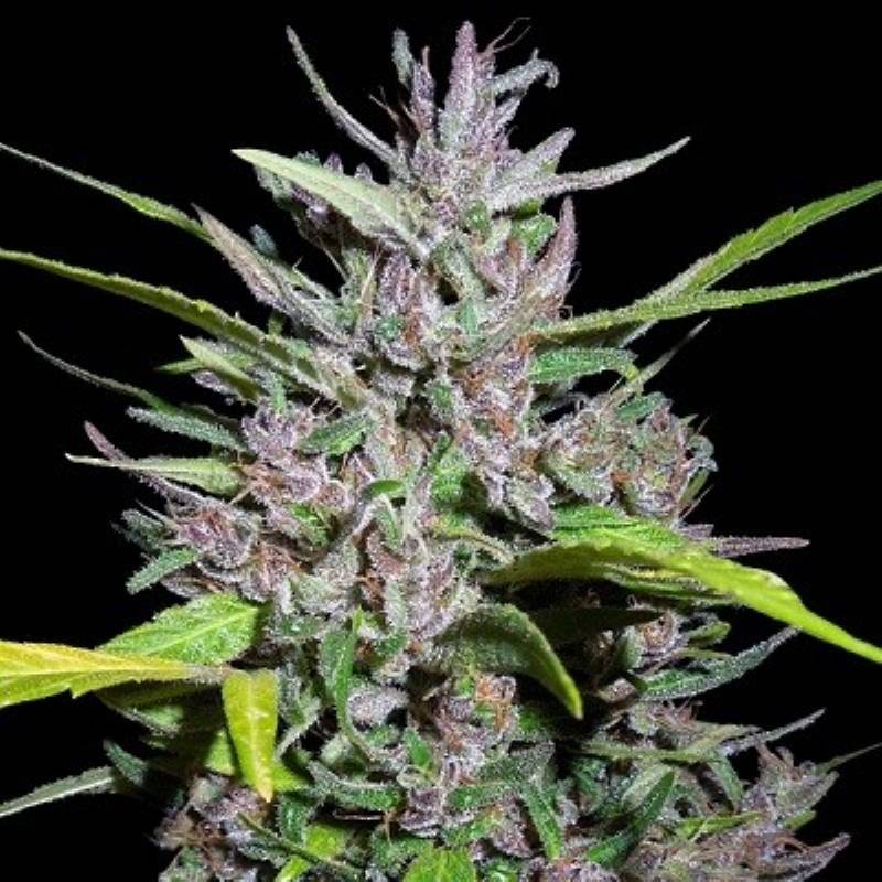 Honduras X Panama Feminizada de Ace Seeds Honduras X Panama Feminizada de Ace Seeds