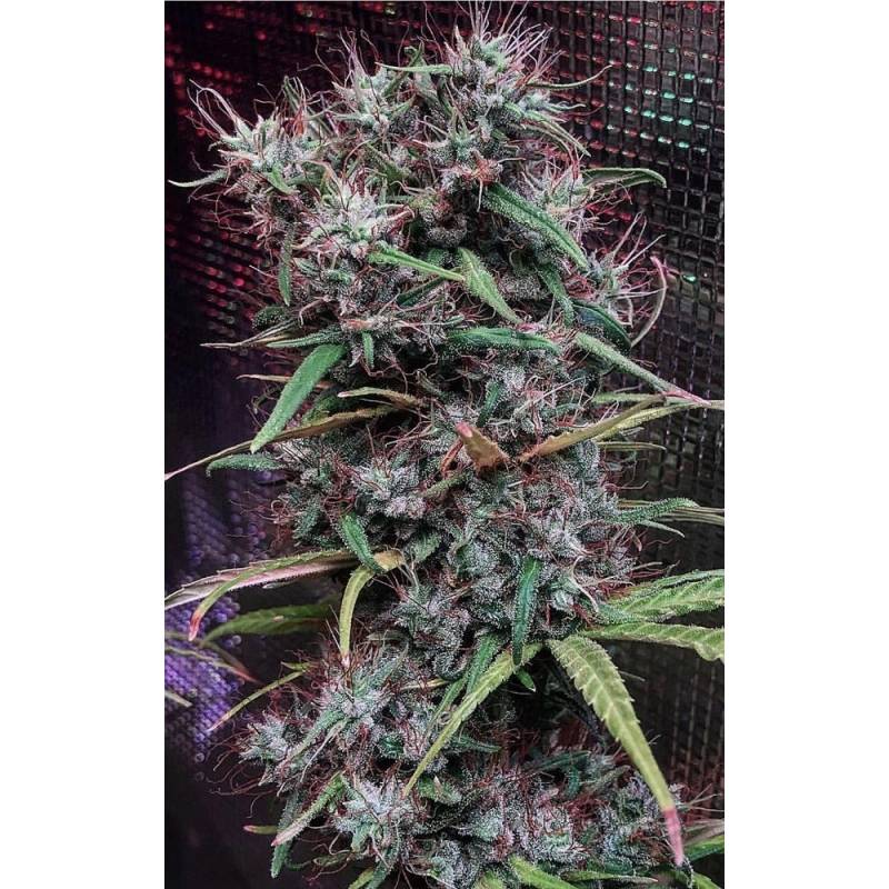 Etiope X Malawi Regular de Ace Seeds