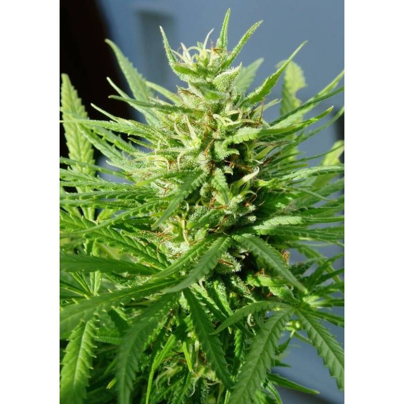 Guawi Regular de Ace Seeds