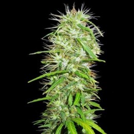 Mauricio X Etiope Regular de Ace Seeds