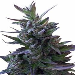 Nepal Mist Regular de Ace Seeds