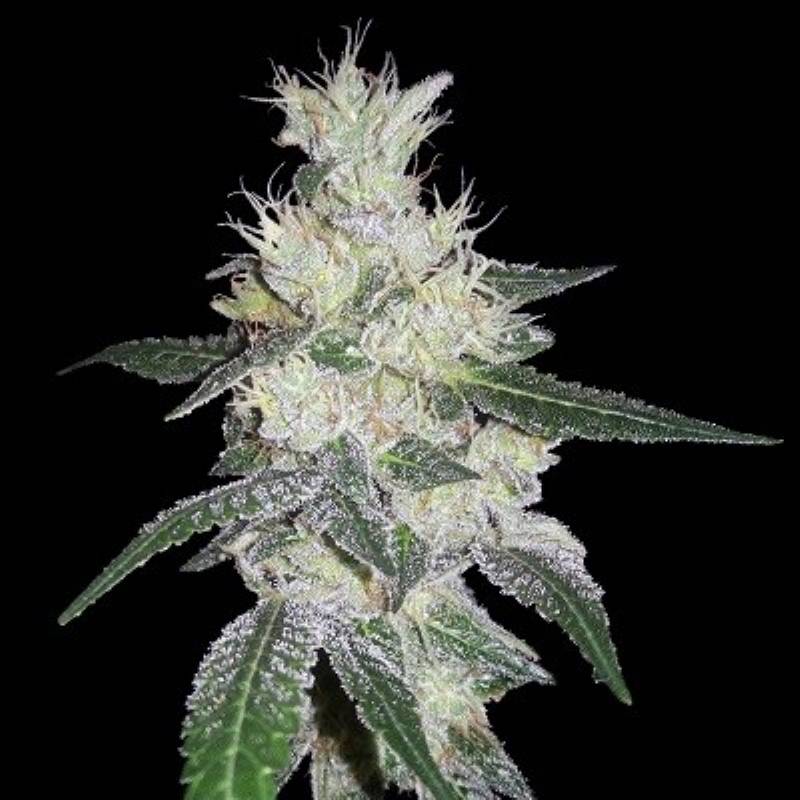 Bangi Congo X Panama Feminizada de Ace Seeds Bangi Congo X Panama Feminizada de Ace Seeds