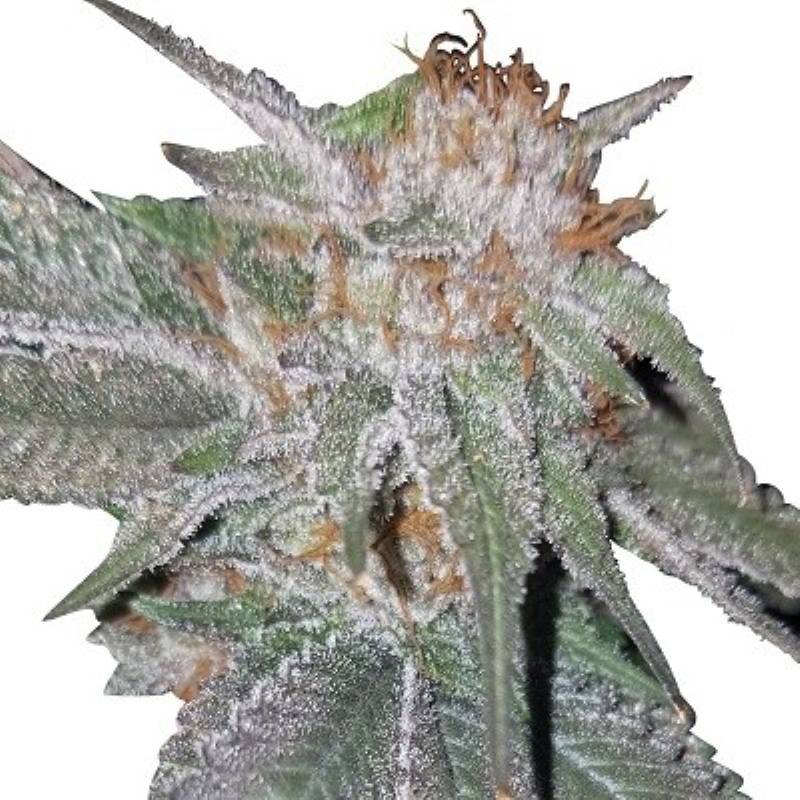 Bubba Kush X Nepal Jam Feminizada de Ace Seeds Bubba Kush X Nepal Jam Feminizada de Ace Seeds
